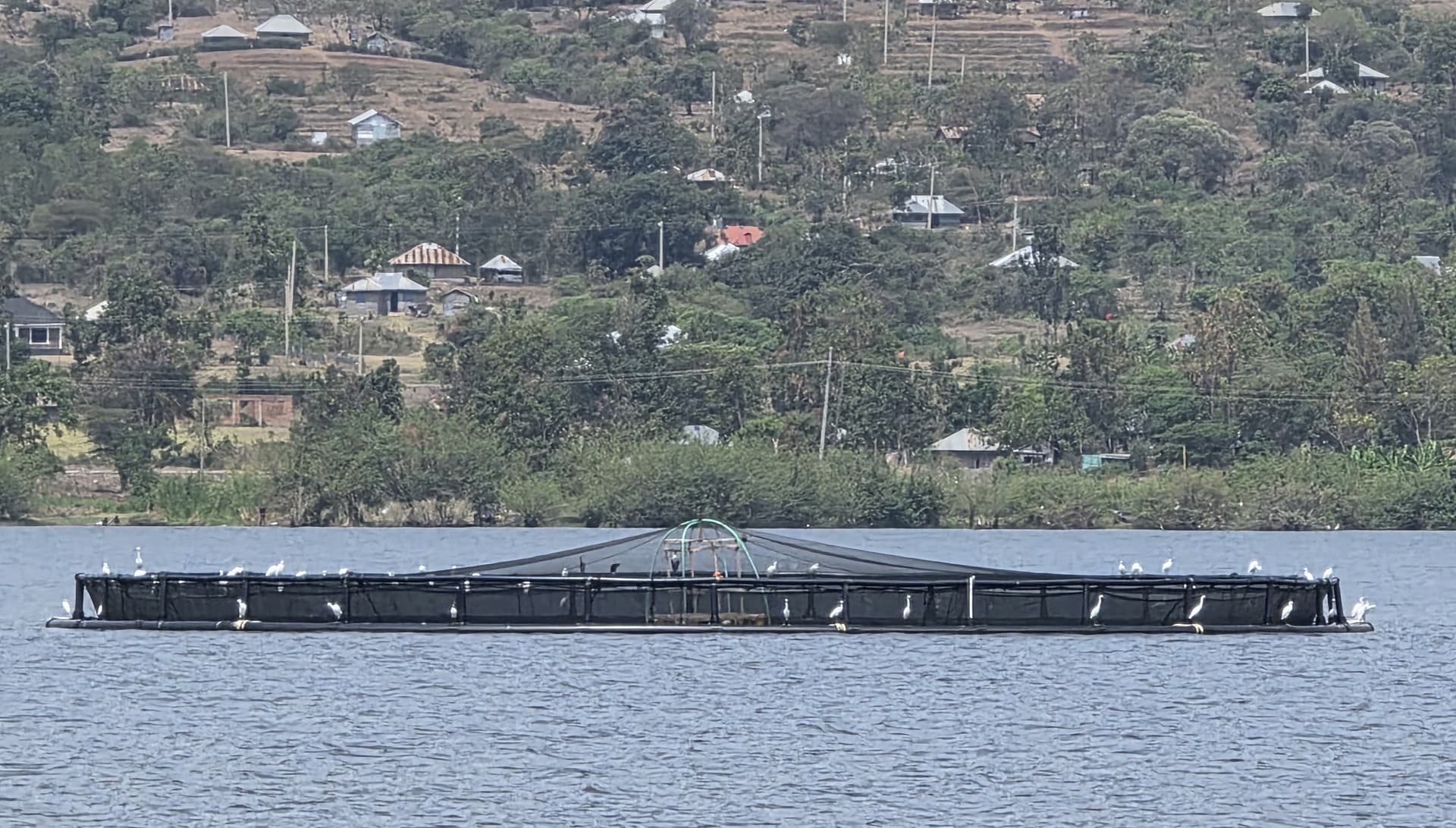 Fish farming in L.Victoria