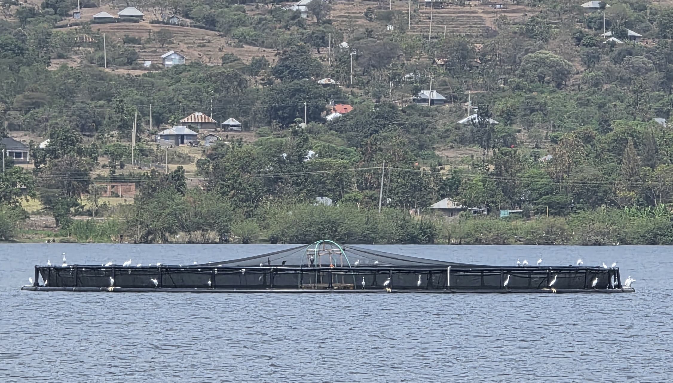 Fish farming in L.Victoria