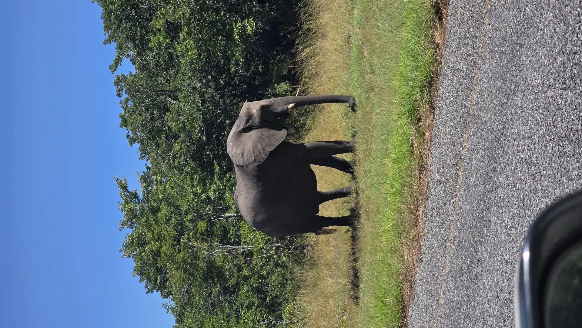 Spotting an Elephant