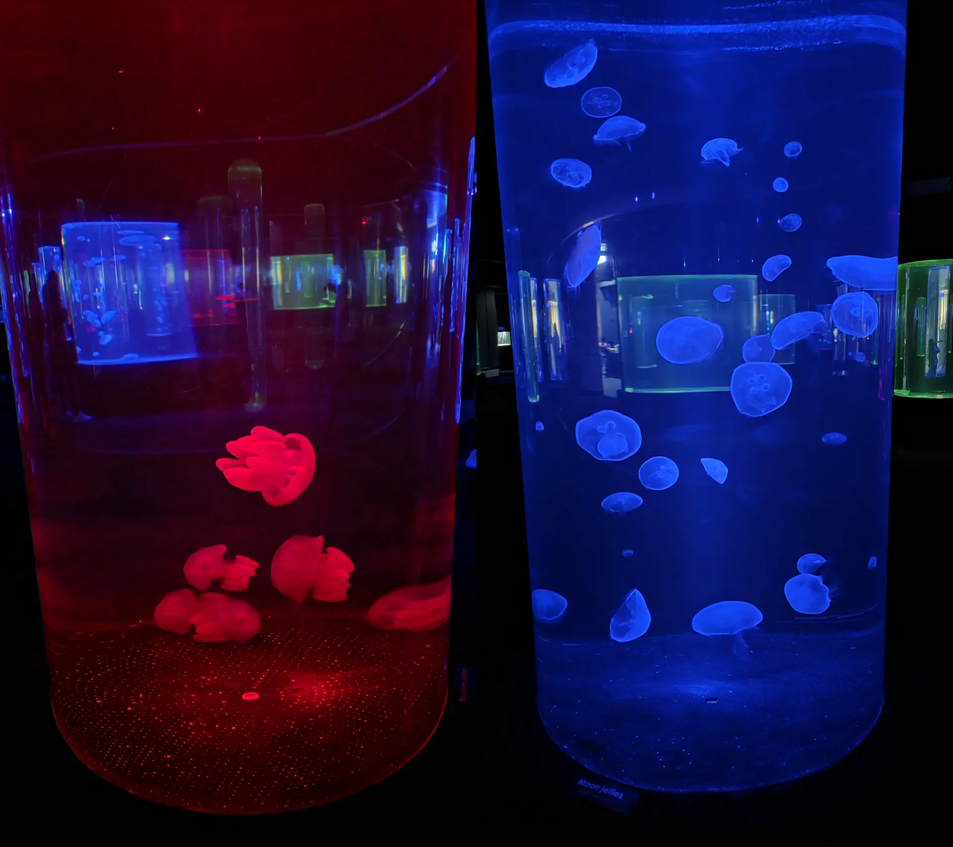 Two Oceans Aquarium